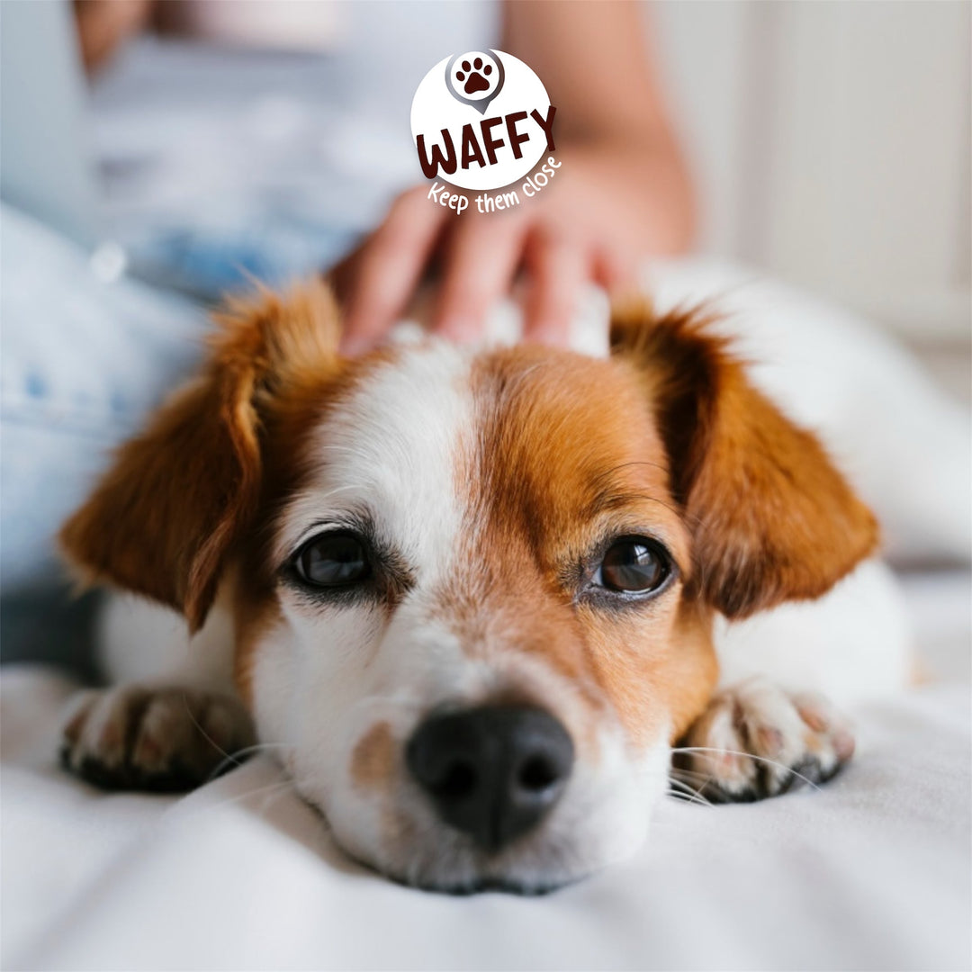 🐾 Adopter un animal au Maroc : un acte d’amour et un engagement pour la vie