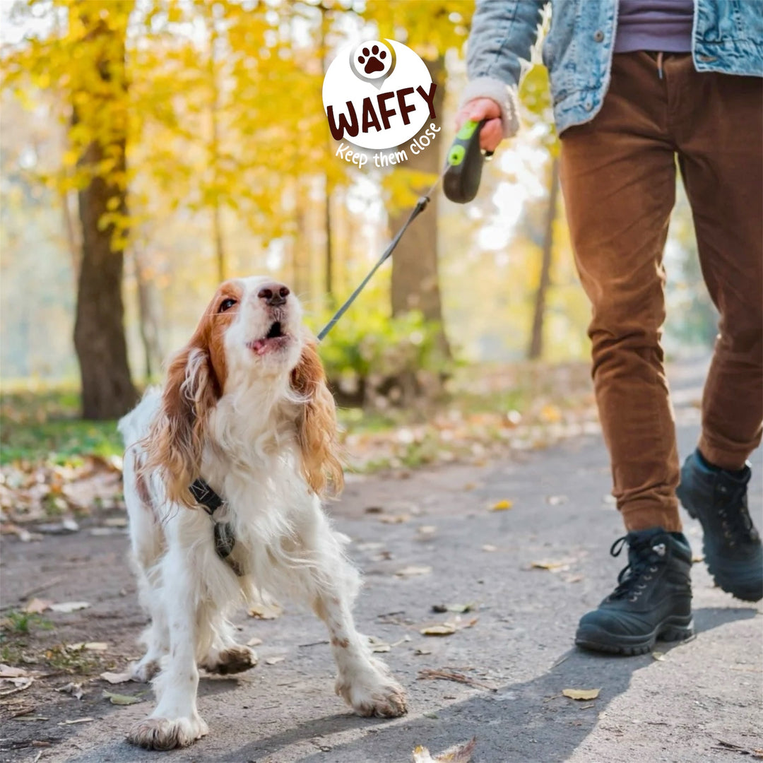 🦮 Pourquoi les éducateurs canins déconseillent la laisse enrouleur ?