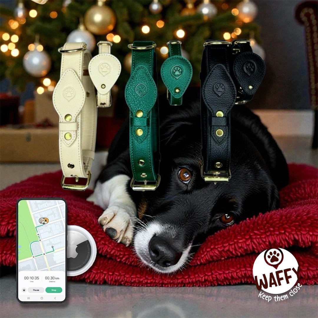 🎖️ Le meilleur collier en cuir pour chien : confort, élégance et GPS intégré