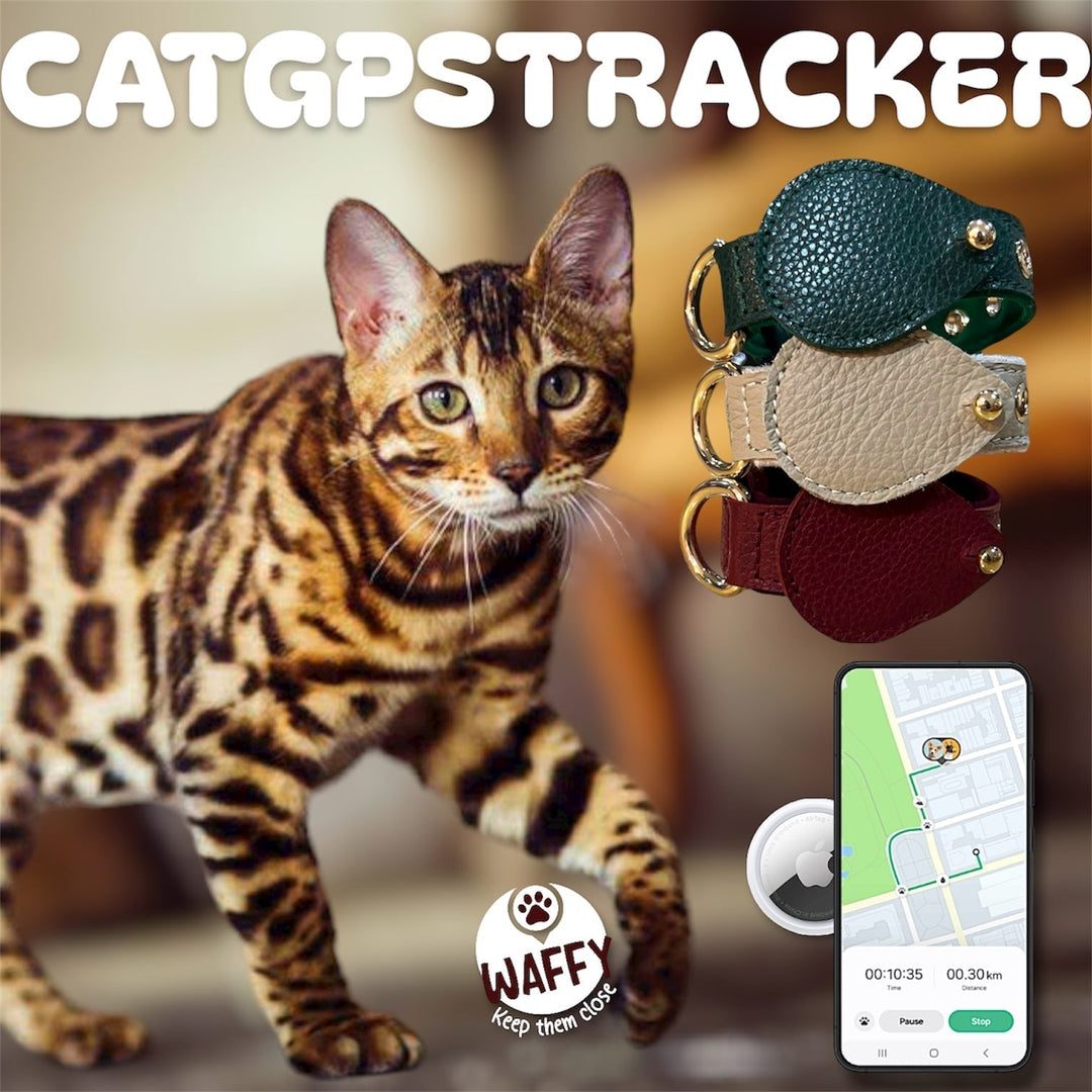 🐱 Pourquoi un collier GPS est essentiel pour votre chat au Maroc ?