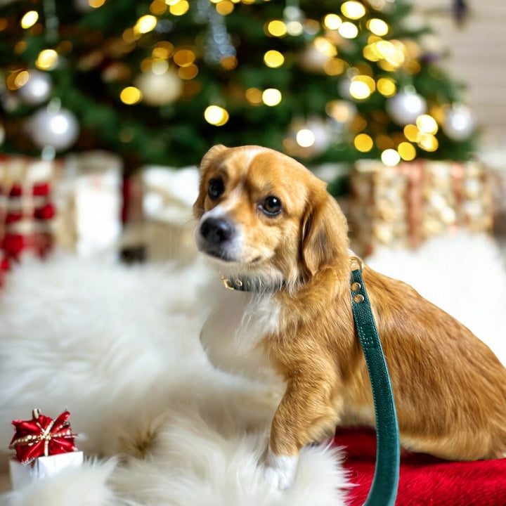 Pack Standard : Collier en cuir WAFFY + AirTag 