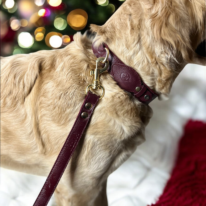 Pack Confort Duo : Collier en cuir WAFFY + Laisse en cuir WAFFY