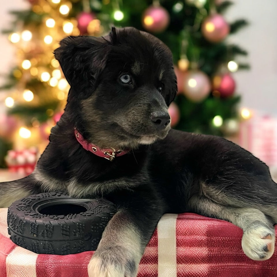 Collier en cuir WAFFY compatible AirTag 